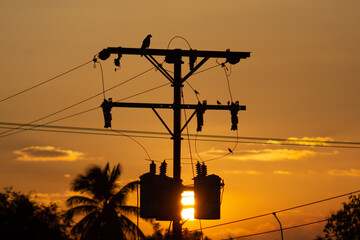 silhouette of bird on electricity pole with sunset sky background.