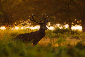 the red deer (Cervus elaphus) in rutting season challenge of rivals at sunset