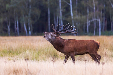 the red deer (Cervus elaphus) in rutting season