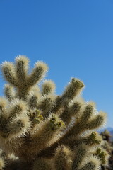 cactus in desert
