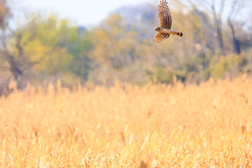 狩りのために飛翔する美しいハイイロチュウヒ（タカ科）。

日本国栃木県栃木市、渡良瀬遊水地にて。
ラムサール条約登録。
2023年12月9日撮影。


A beautiful Northern harrier (family comprising Circus the hawks) in flight for hunting.

At WATARASE Retarding Basin, Tochi