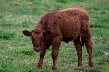 A small red heifer stands in the middle of a lush green grassy field. The baby farm animal has long brownish red hair. It's young and unstable on its legs as it stands in the pen outside.  