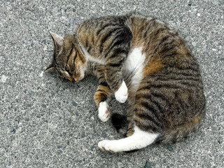 A single white and black cat or alley cat lying on the ground rolling around. The stray animal has a white underbody with a black and brown head. Its paws are up exposing its white belly. 