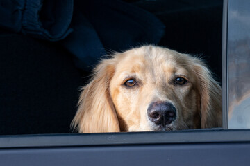 A sad looking golden retriever dog with its head on an open truck door's window. The animal has long golden hair, dark eyes, a wet black nose. The pet has long fluffy ears. The dog is looking forward. - obrazy, fototapety, plakaty