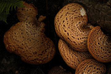 Ideal for a book about How to Identify and Gather Wild Mushrooms and Other Fungi. Polyporus...