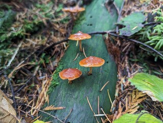 Mushrooms on a Log