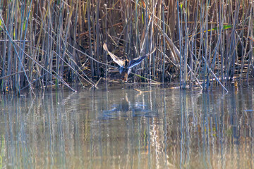 可愛いタシギ（シギ科）。

日本国東京都大田区、多摩川六郷橋緑地にて。
2023年12月10日撮影。



A beautiful Black-winged Stilt with long red legs (family comprising the snipes).

At WATARASE Retarding Basin, Tochigi, Japan,
It is registered u