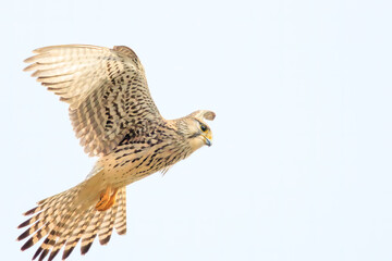 ホバリングする美しいチョウゲンボウ（ハヤブサ科）。

日本国千葉県松戸市、江戸川河川敷にて。
2023年12月16日撮影。



Beautiful Common Kestrel (family comprising falcons) in hovering.

At Edogawa riverbed, Matsudo, Chiba, Japan,
photo by December 16, 20