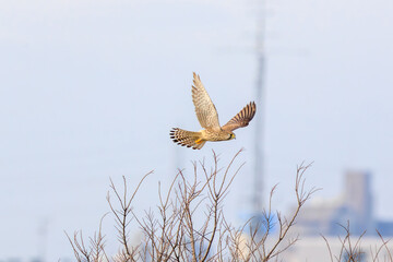 カラスと争う美しいチョウゲンボウ（ハヤブサ科）。

日本国東京都大田区、多摩川六郷橋緑地にて。
2023年12月10日撮影。



A beautiful Common Kestrel in a dogfight with a crow.

At WATARASE Retarding Basin, Tochigi, Japan,
It is registered under the Ramsar 