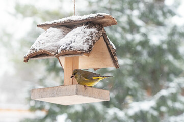 A Greenfinch bird finds seeds and comfort in a  birdhouse on a cold winter day