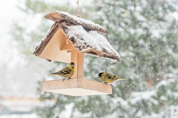 Two siskin birds feeding in a birdhouse on winter snowy day
