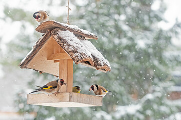 European Goldfinch birds in a bird house on a winter snowing day 