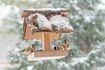 European Goldfinch birds sitting in a bird house in winter snowing scene 
