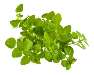 Branch of oregano spices herbs. Fresh spicy herb. Gardening farming, isolated. Green leaves food ingredient for cooking. PNG.