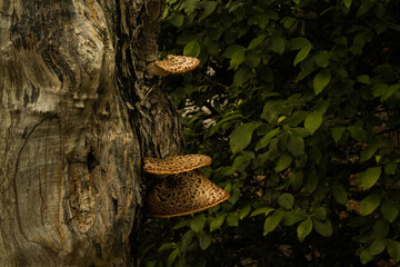 Ideal for a book about How to Identify and Gather Wild Mushrooms and Other Fungi. Polyporus squamosus is a basidiomycete bracket fungus, other names dryad's saddle and pheasant's back mushroom. Macro 