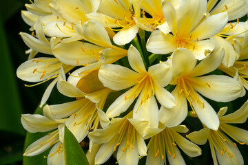 Close-up of yellow flowers of a Natal lily (clivia miniata)