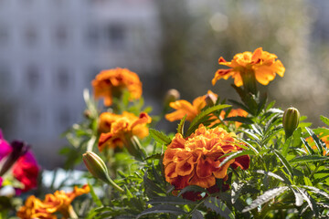 Gorgeous red-orange marigolds on the balcony