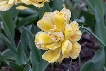 Huge chic yellow tulip close-up