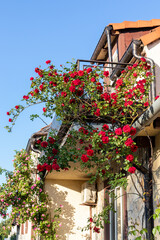 Abundant flowering of a red rose weaving through the building