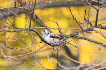 もふもふで可愛いエナガ（エナガ科）。

日本国千葉県松戸市、江戸川河川敷にて。
2023年12月16日撮影。



Fluffy and Lovely long-tailed tit (family comprising Aegithalos　tits).

At Edogawa riverbed, Matsudo, Chiba, Japan,
photo by December 16, 2023