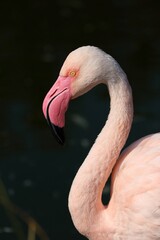 光を浴びた美しいフラミンゴの横顔