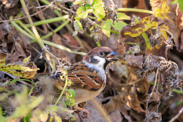 水辺にいる可愛いスズメ（スズメ科）。

日本国千葉県松戸市、江戸川河川敷にて。
2023年12月16日撮影。



Lovely Tree Sparrow (family comprising sparrows) at the water's edge.

At Edogawa riverbed, Matsudo, Chiba, Japan,
photo by December 16, 2023.
