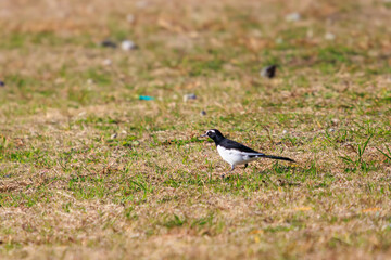 餌を探す綺麗なセグロセキレイ（セキレイ科）。

日本国千葉県松戸市、江戸川河川敷にて。
2023年12月16日撮影。



A beautiful Japanese Pied Wagtail (family of Motacilla wagtails) looking for food.

At Edogawa riverbed, Matsudo, Chiba, Japan,
photo by D