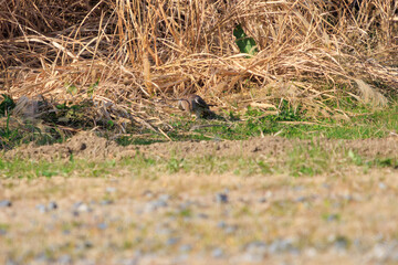 狩りのために飛翔する美しいチョウゲンボウ（ハヤブサ科）。

日本国千葉県松戸市、江戸川河川敷にて。
2023年12月16日撮影。



Beautiful Common Kestrel (family comprising falcons) in flight for hunting.

At Edogawa riverbed, Matsudo, Chiba, Japan,
photo by De