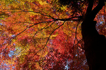 紅葉の美しい木々