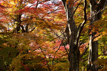 紅葉の美しい木々