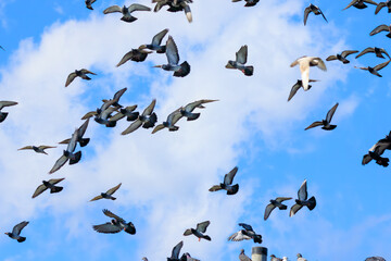 飛翔する美しいカワラバト（ハト科）の群れ。

日本国神奈川県平塚市、岡崎耕地にて。
2023年12月17日撮影。

A large flock of the beautiful Rock Pigeon (Columba livia, family comprising pigeons) in flight.

At Okazaki cultivated land, Hiratsuka, Kanag