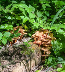 Mushooms on Log 