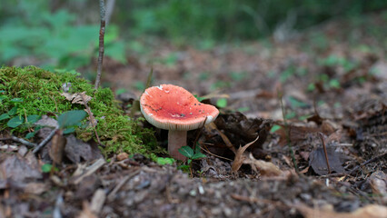 red mushroom in the forest