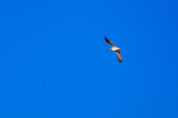 飛翔する可愛いタシギ（シギ科）。

日本国神奈川県平塚市、岡崎耕地にて。
2023年12月17日撮影。

A beautiful Black-winged Stilt with long red legs (Gallinago gallinago, family comprising snipes) in flight.

At Okazaki cultivated land, Hiratsuka