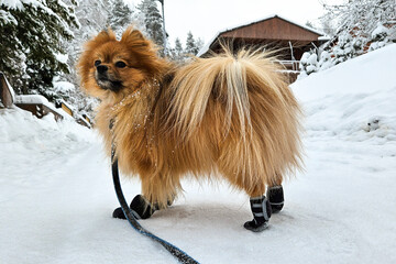 Cute fluffy pomeranian spitz dog on a winter walk on the leash with fancy fashionable pet shoes on paws - obrazy, fototapety, plakaty