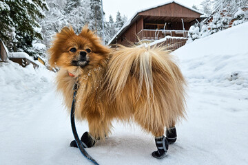 Cute fluffy pomeranian spitz dog on a winter walk on the leash with fancy fashionable pet shoes on...