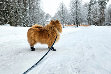 Cute fluffy pomeranian spitz dog on a winter walk on the leash with fancy fashionable pet shoes on paws