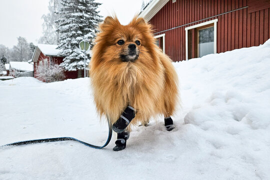 Cute fluffy pomeranian spitz dog on a winter walk on the leash with fancy fashionable pet shoes on paws