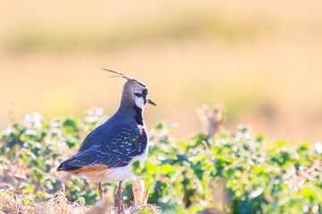 構造色が美しい田んぼの貴婦人ことタゲリ（チドリ科）。

日本国神奈川県平塚市、岡崎耕地にて。
2023年12月17日撮影。

Northern Lapwing (Vanellus vanellus, family comprising Charadriidae) the lady of the rice field with beautiful structural colors.

At Oka