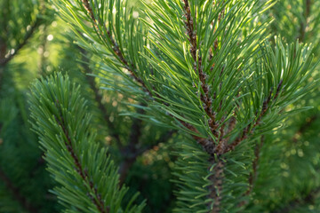 Background from growing evergreen fir tree. Pine branches with needles for publication, poster, screensaver, wallpaper, banner, cover, post. High quality photo