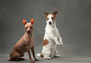 An American Hairless Terrier and a Jack Russell Terrier dogs pose together, a study in contrasts. Their attentive gazes and distinct breeds highlight studio-perfect companionship