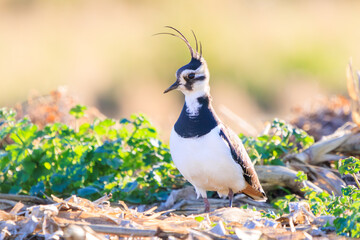 構造色が美しい田んぼの貴婦人ことタゲリ（チドリ科）。

日本国神奈川県平塚市、岡崎耕地にて。
2023年12月17日撮影。

Northern Lapwing (Vanellus vanellus, family comprising Charadriidae) the lady of the rice field with beautiful structural colors.

At Oka