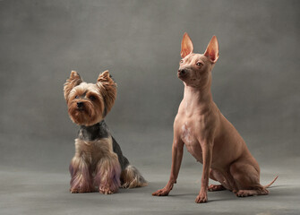 A poised Yorkshire Terrier and a vigilant American Hairless Terrier dogs sit side by side, a...