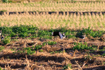 飛翔する構造色が美しい田んぼの貴婦人ことタゲリ（チドリ科）。

日本国神奈川県平塚市、岡崎耕地にて。
2023年12月17日撮影。

Northern Lapwing (Vanellus vanellus, family comprising Charadriidae) the lady of the rice field with beautiful structural colors in f