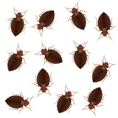 Draw to bugs insect. Vector illustration.