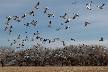 Snow geese flying above wetland trees in Bosque del apache national refuge, Utah
