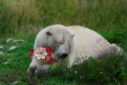 Polar bear holding flowers in his paws, resting in the grass, with his eyes closed, excellent for valentine, birthday anniversary or speedy recovery