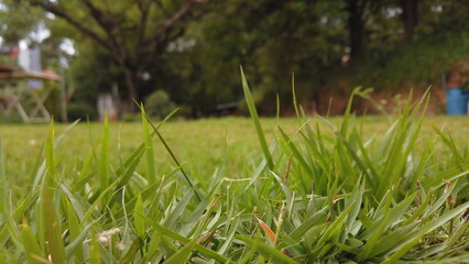 grass in a field seen up close with the background blurred