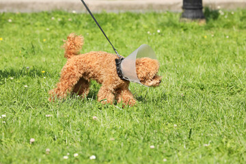 Cute Maltipoo dog with Elizabethan collar on green grass outdoors