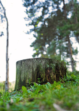 tree cut down deforestation